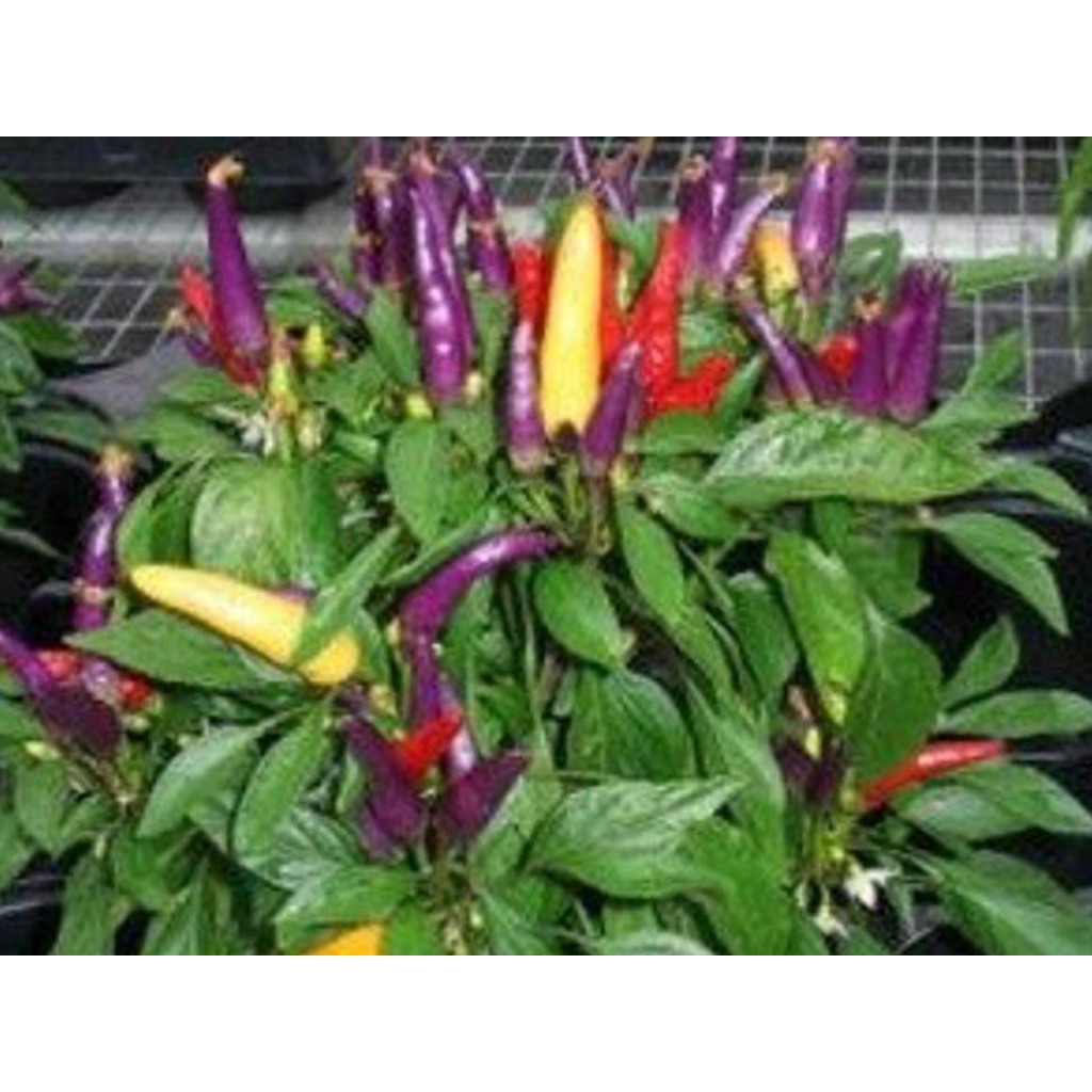 Green Earth - Bibit Benih Biji Cabe Masquerade Hot Pepper - Benih Tanaman Pohon Cabe Masquerade - Bi