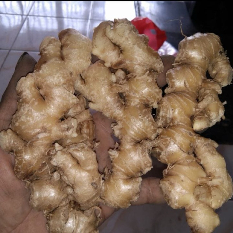 

JAHE MPRIT SEGAR BASAH ORGANIK 250gram