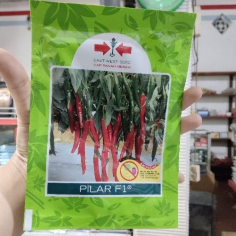 benih/bibit cabe PILAR F1 1500 butir cabe besar hibrida F1