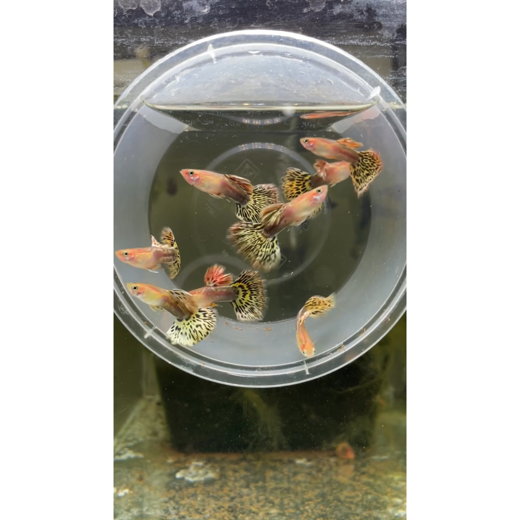 Hiasan Aquarium GUPPY BLONDE YELLOW MOZAIK