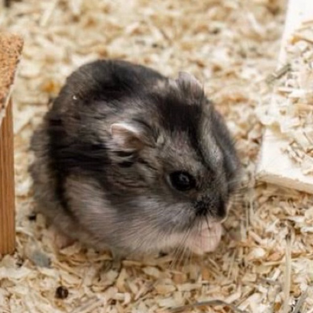 [TERLARIS] Hamster Winter White Tiger/sapphire hamster mini jinak