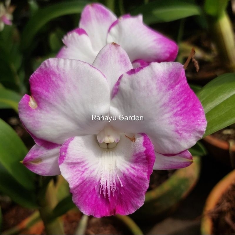 Dendrobium Dragon Smile, Anggrek Dendrobium King Dragon Smile