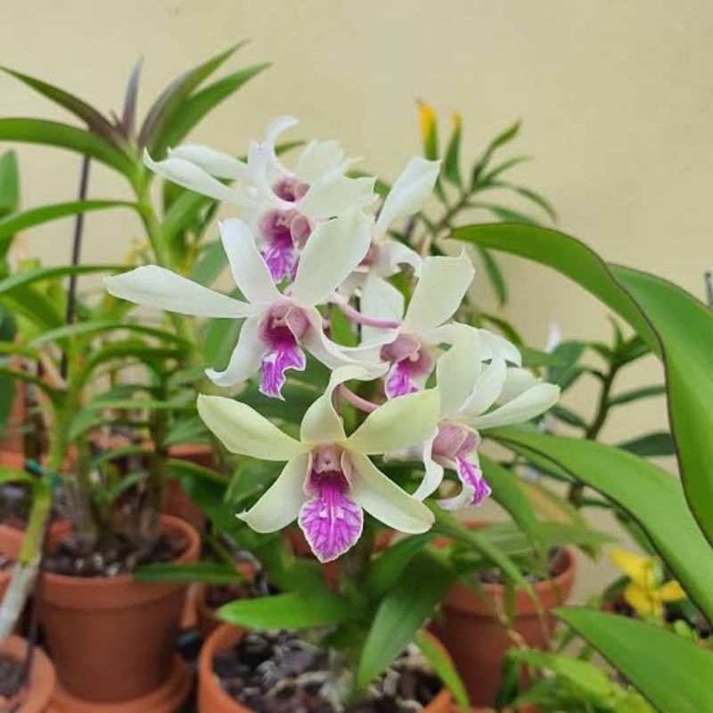 Dendrobium Caesar Bangkok, Anggrek Dendrobium Caesar Bangkok