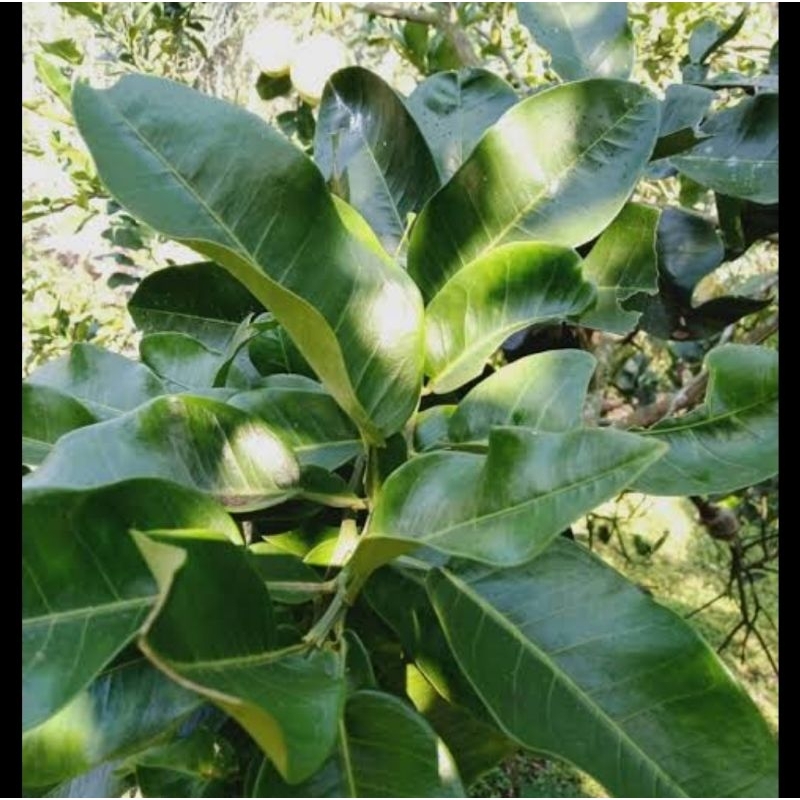 

Daun jeruk Bali segar petik langsung 500 gram-az