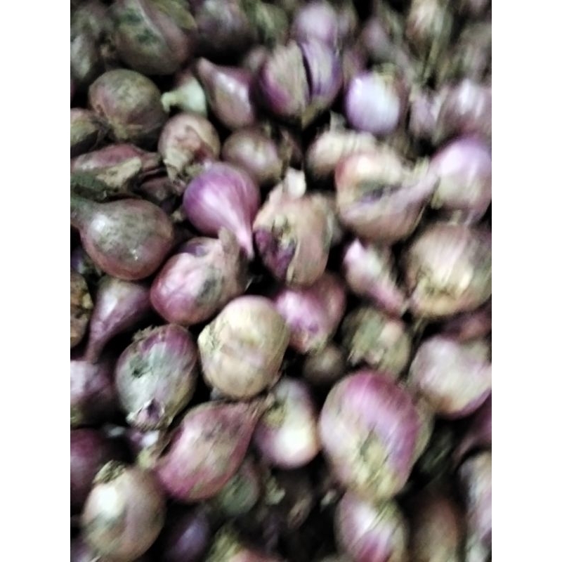 

Bawang Merah Brebes Pilihan 1 KG