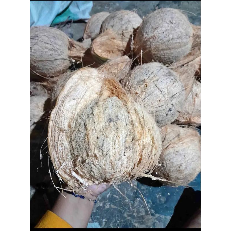 

Kelapa Tua 1 Butir Utuh Ukuran Sedang dan Besar Belum Kupas