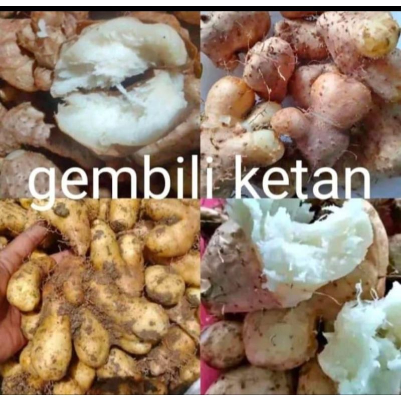 Umbi GEMBILI | Gembili ketan | Gembolo per kilo