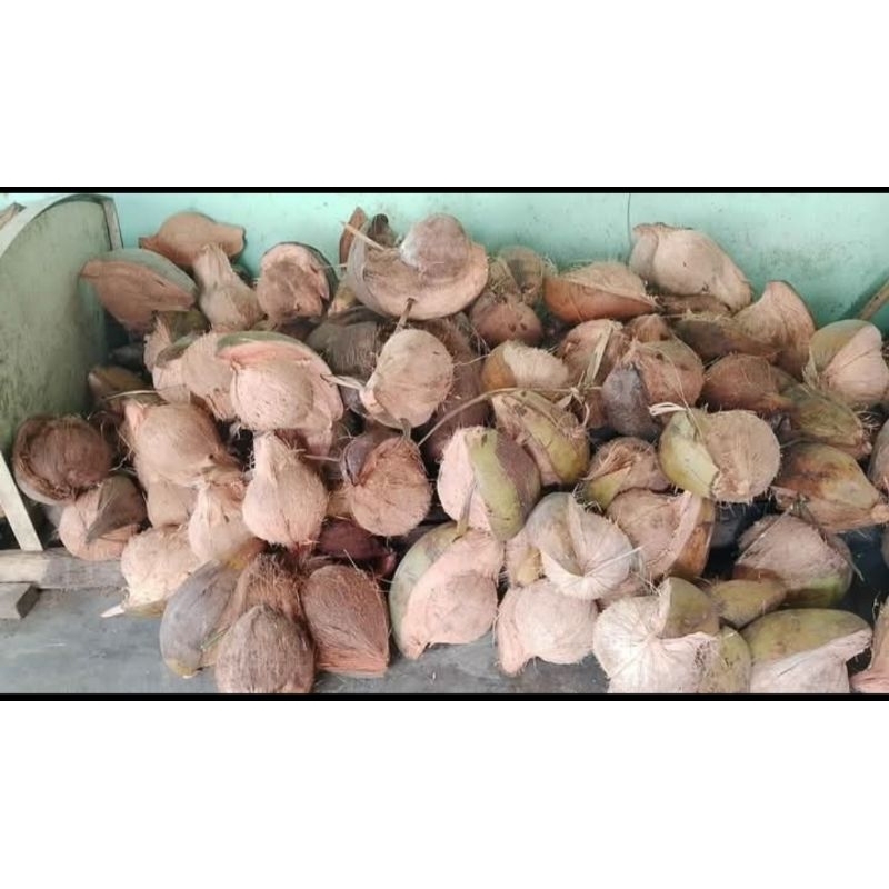 

kelapa tua (kupas serabut saja)