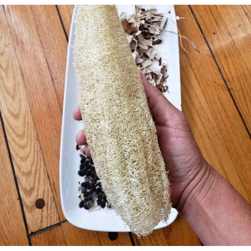 10 benih Oyong Blustru Loofah Sayuran Sponge