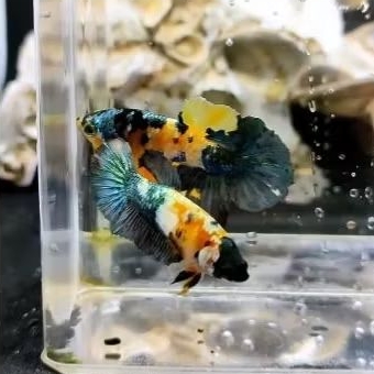hiasan aquarium satu pasang yellow koi copper