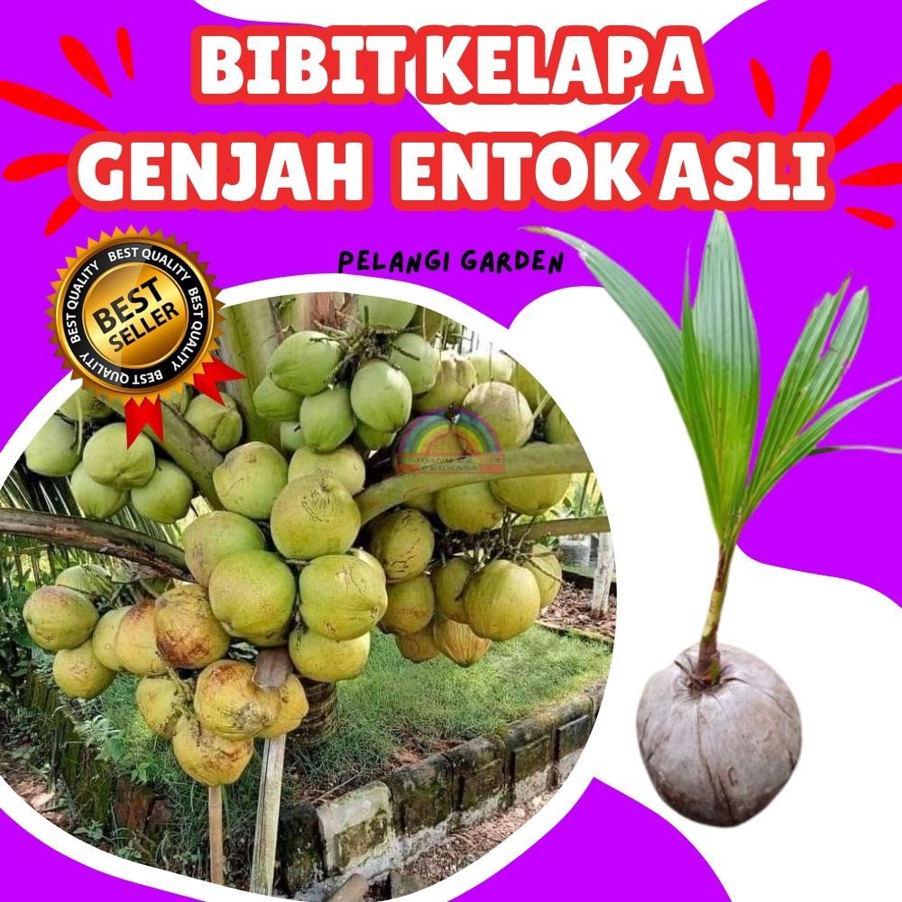 BIBIT UNGGUL.. Bibit Kelapa Kopyor Asli 100%, Bibit Kelapa Kopyor