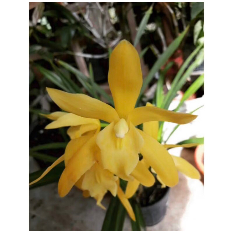 Anggrek Tanah Golden Boy