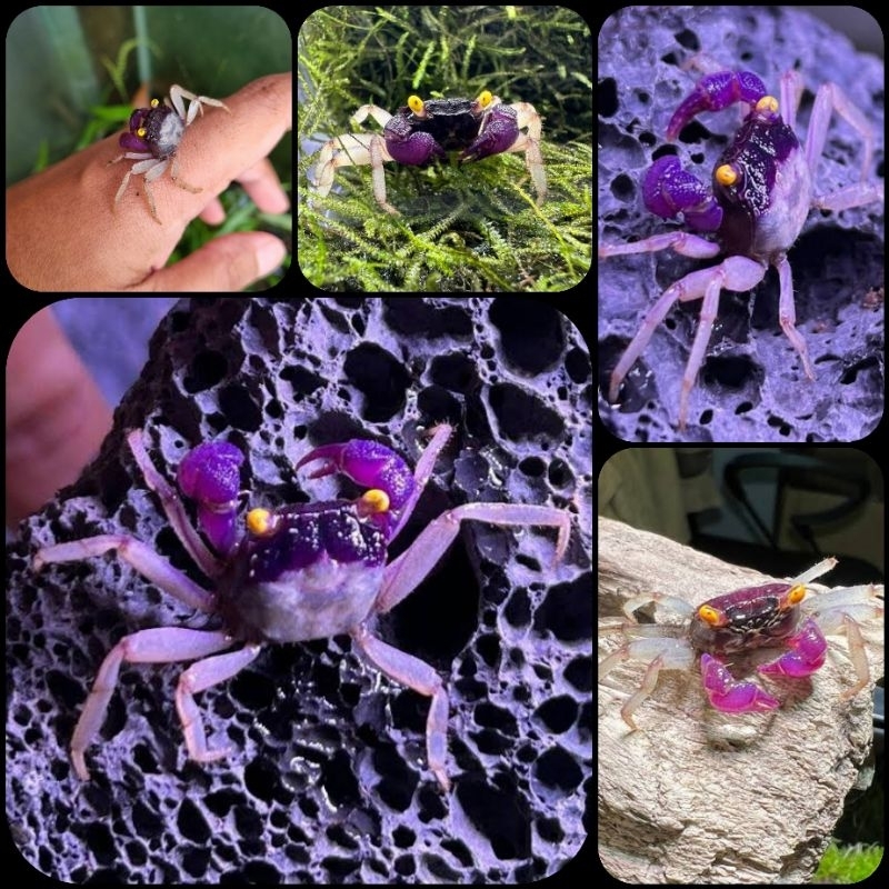 kepiting hias orchid vampire crab atau geosesarma sp untuk aquarium dan aquascape