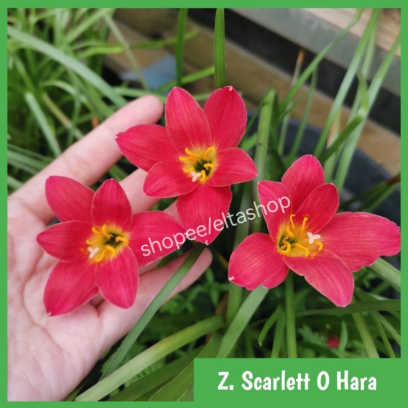 Bibit Umbi Bunga Rain Lily Merah Asli Scarlett O Hara - Zephyranthes Lili Hujan Import