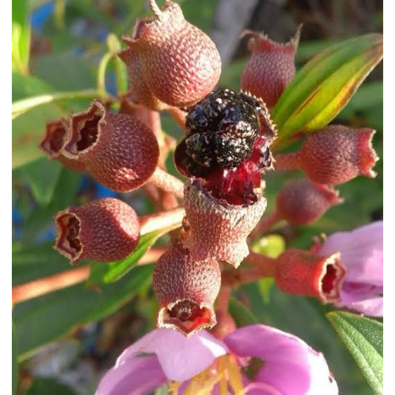 

Buah senduduk buah senggani segar 1 kg-az