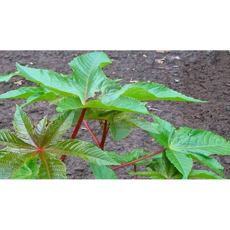 

Daun jarakmerah atau kaliki merah segar 500 gram