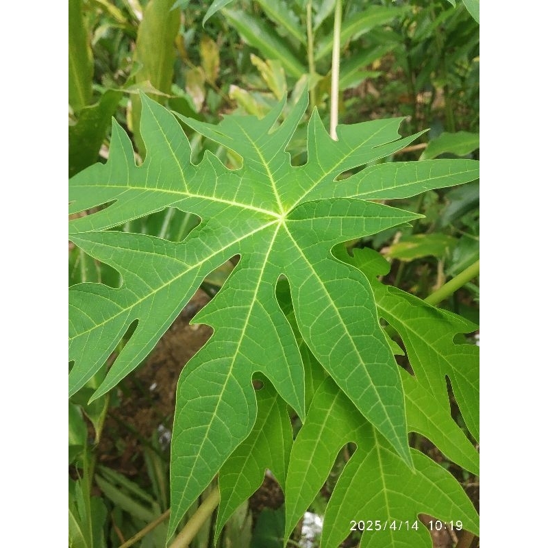

Daun Pepaya Fresh per lembar