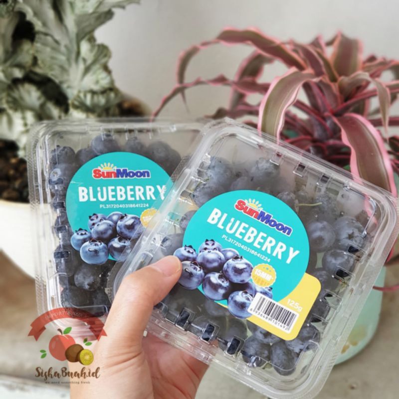 

BLUEBERRY | BLUEBERRY IMPORT | BERI BIRU IMPORT