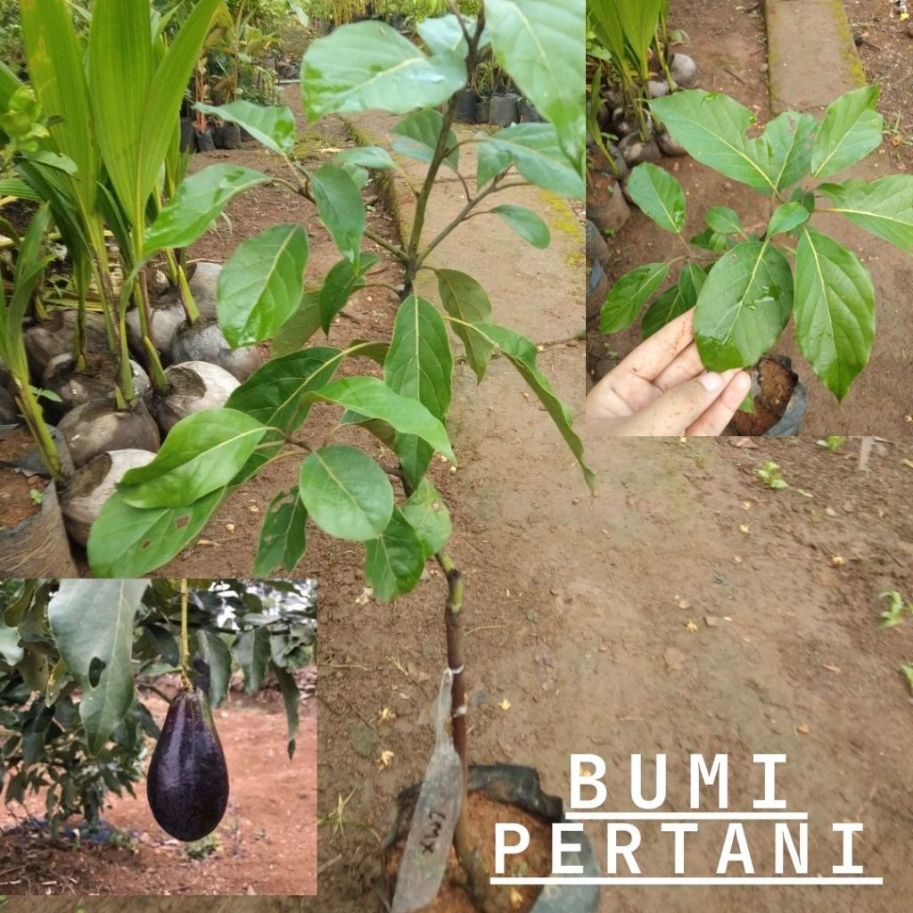 Bibit Tanaman Alpukat CMX Mexico - Tanaman Langka - Kualitas Unggul