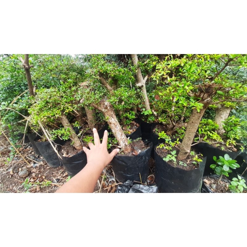 bahan bonsai bucida spinosa besar/ bahan bonsai black olive