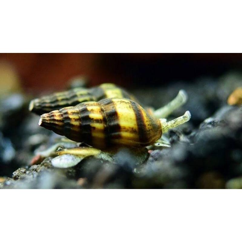Keong Assassin-Keong Hias Aquascape-Pembersih Alga Aquascape