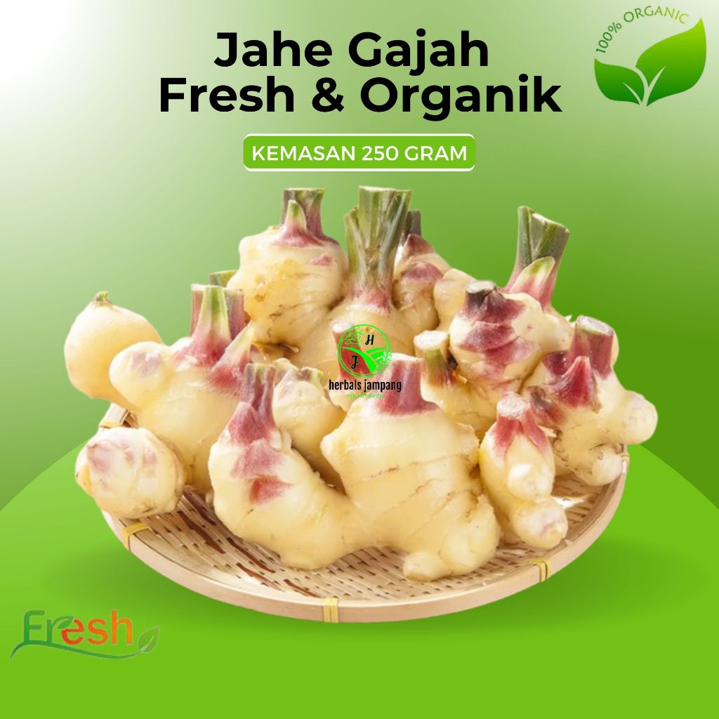 

Jahe Gajah Putih Fresh dan Organik Kemasan 250 gram dan 1 kilogram