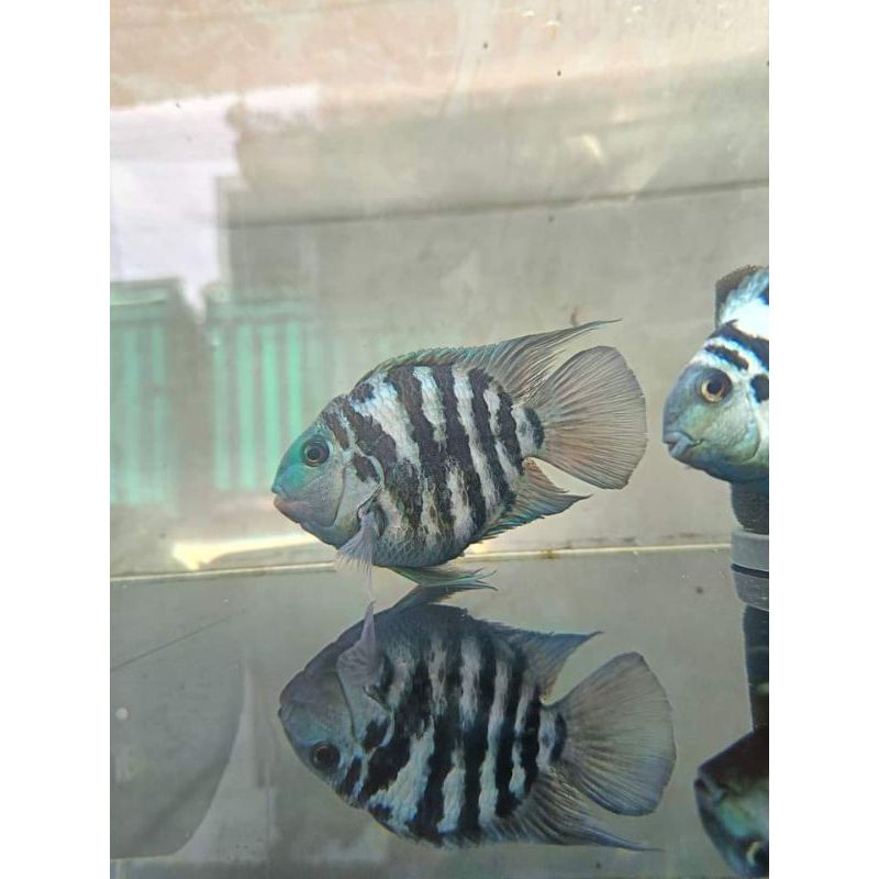 Blue polar polar ikan blue polar isi 3