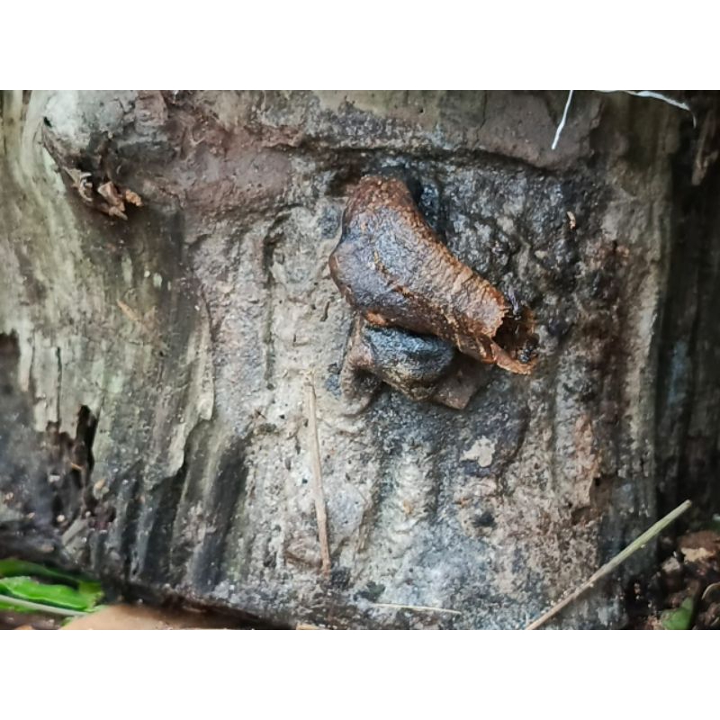 

Corong Kelulut Klanceng Trigona Itama Asli Langsung dari Sarangnya 100% Original