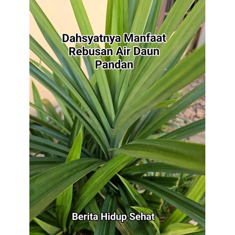 

Daun Pandan Kualitas Terbaik