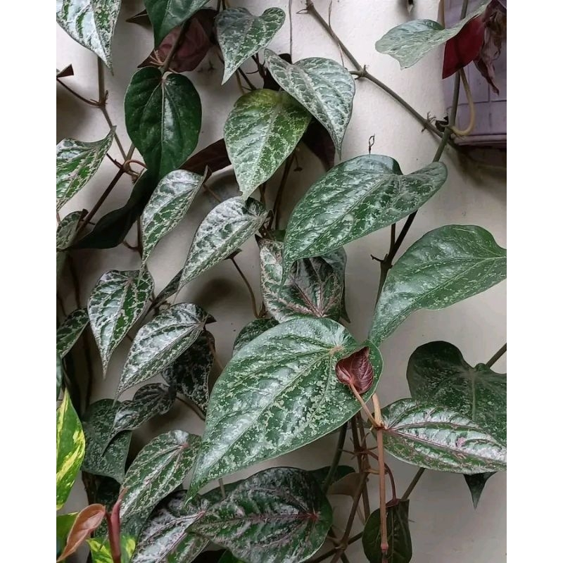 

sirih merah freshhh segar dadakan