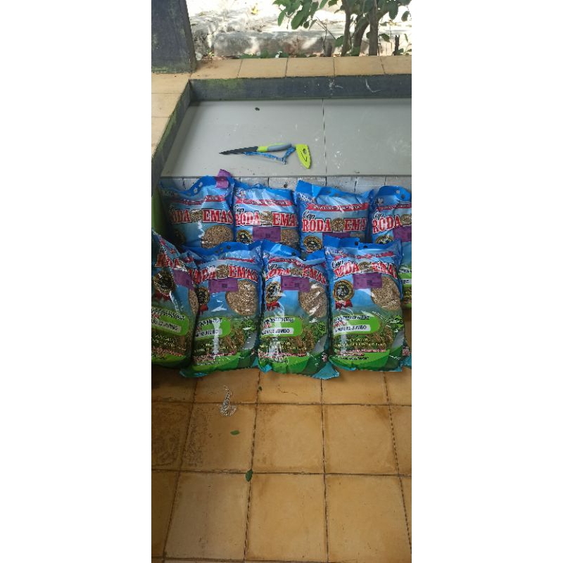 bibit padi roda emas varietas inpari 32