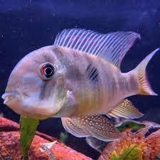 Hiasan Aquarium Balzani (Geophagus)-Hiasan