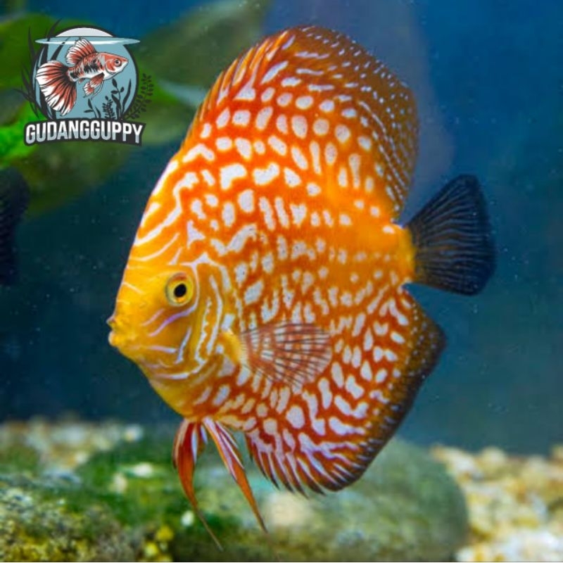 Hiasan Aquarium Discus Super Checkerboard Pigeon