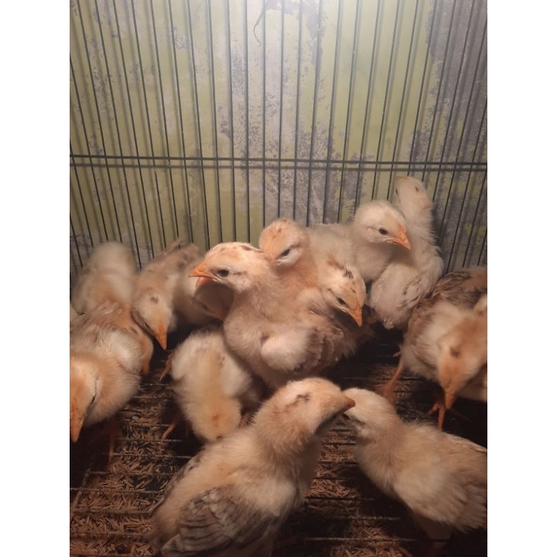 Ayam Elba Usia 2minggu / Anakan Ayam Elba Petelur Tangguh
