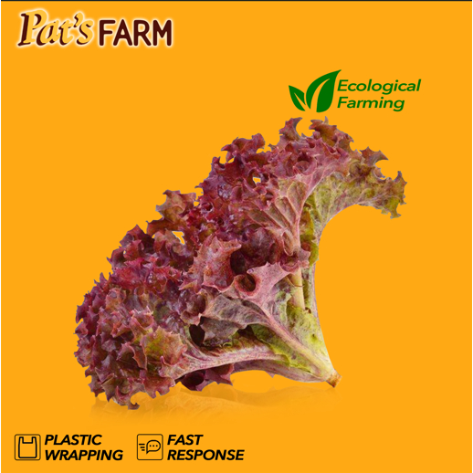 

Selada Merah / Red Lettuce