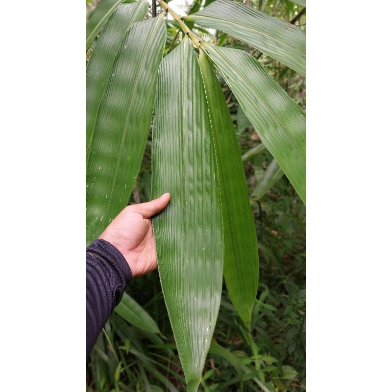 

DAUN BAMBU SEGAR/DAUN BACANG/ BAKCHANG PERLEMBAR