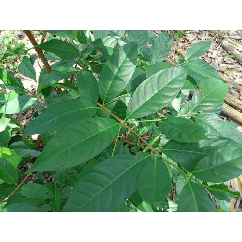 

daun salah kondisi baru 250 gram