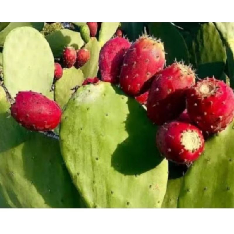 BIBIT KAKTUS BARSUMI BUAH SIAP TANAM ( OPUNTIA  FICUS INDICA )