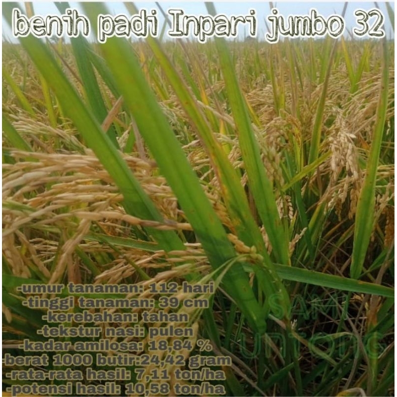 BISA COD 1 KG BIBIT BENIH PADI INPARI 32 JUMBO benih padi unggul cepat panen