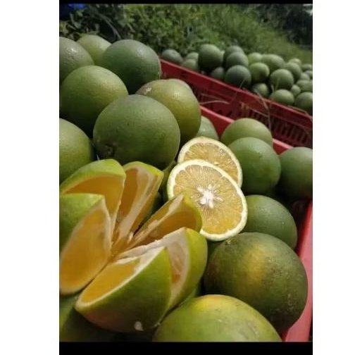 

BUAH JERUK BABY JAVA MANIS MALANG, BABY JAVA BERAT PER 10KG