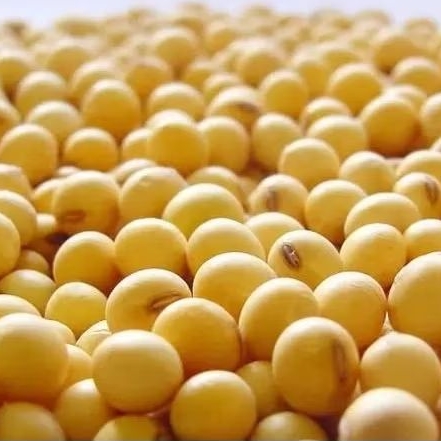 

kedelai original tinggi protein Grade A untuk masakan maupun benih 1 kg