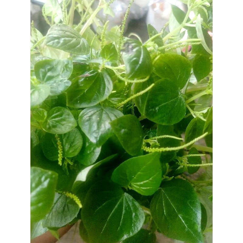 

daun sirih cina segar per 250 gr