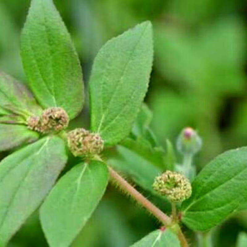 

daun patikan kebo segar per 100 gr