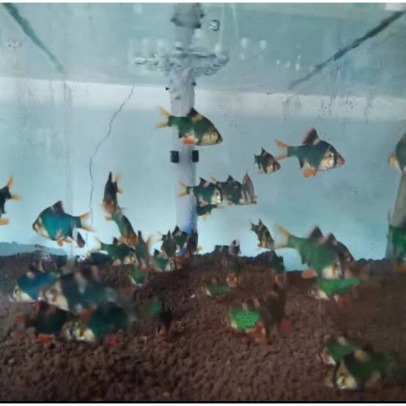 

HIASAN AQUARIUM/SUMATRA GREEN TIGER UKURAN 4 C.