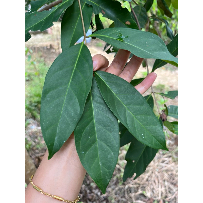 

Daun Salam Fresh/Segar 300 lembar