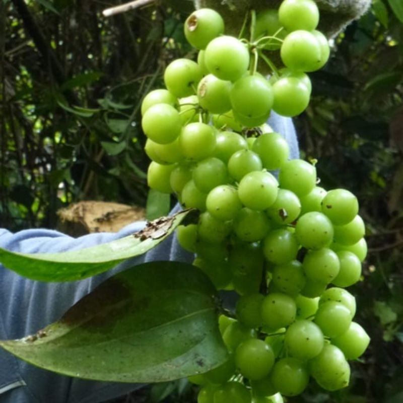 

Buah canar/ Anggur hutan segar