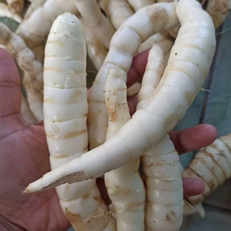 

Umbi garut 1 Kg segar kaya manfaaat