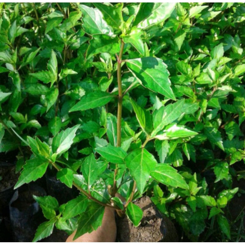 

Daun Kumis Kucing Organik 10 gram