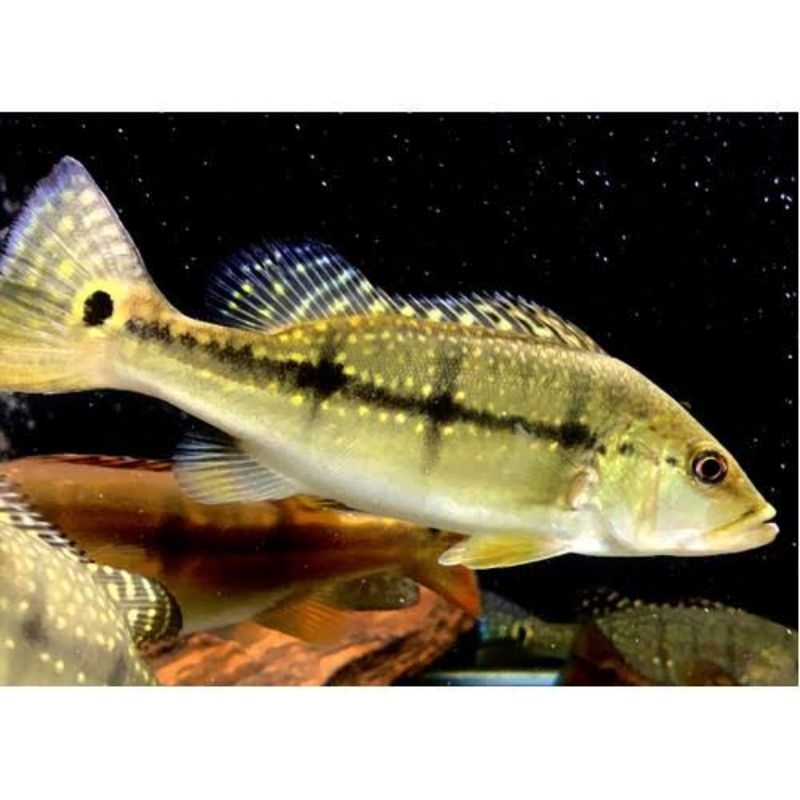 Pbass Xingu Good Marking Size 10-11cm realsize bergaransi COD pbass pinima pbass kelbery
