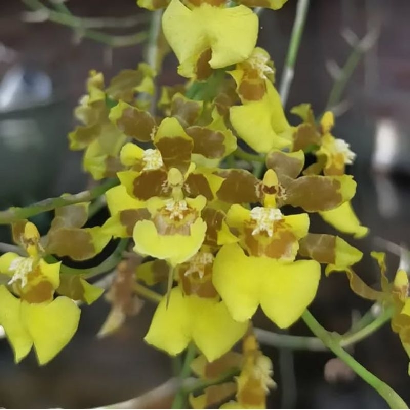 Oncidium sphacelatum (oncidium americana)